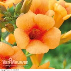 Campsis X Tagliabuana 'Indian Summer' -Van Meuwen CAMP V63780 F