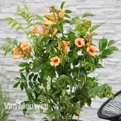 Campsis X Tagliabuana 'Indian Summer' -Van Meuwen CAMP V63780 c