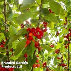 Cherry 'Sylvia' (Mini Fruit Tree) -Van Meuwen CHER T10442 C
