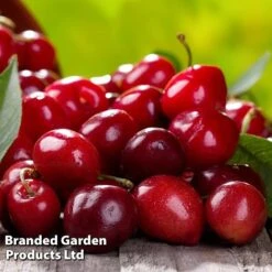 Cherry 'Sylvia' (Mini Fruit Tree) -Van Meuwen CHER T10442 D