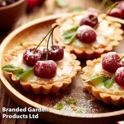 Cherry 'Sylvia' (Mini Fruit Tree) -Van Meuwen CHER T10442 F