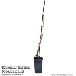 Cherry 'Sylvia' (Mini Fruit Tree) -Van Meuwen CHER T10442 G