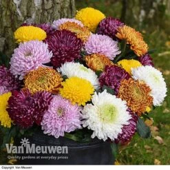 Chrysanthemum 'Incurved Mixed' -Van Meuwen CHRY 72960 B