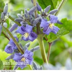 Clematis 'New Love' -Van Meuwen CLEM V56881 A1