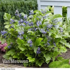 Clematis 'New Love' -Van Meuwen CLEM V56881 C