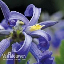 Clematis 'New Love' -Van Meuwen CLEM V56881 F