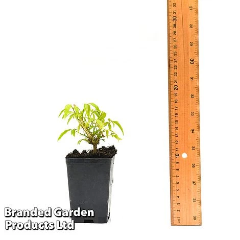 Clematis Napaulensis 4 Clematis Napaulensis - Image 4