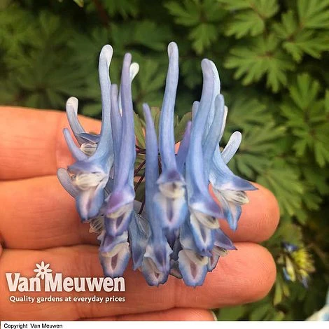 Corydalis Flexuosa 'Purple Leaf' 2 Corydalis Flexuosa 'Purple Leaf' - Image 2