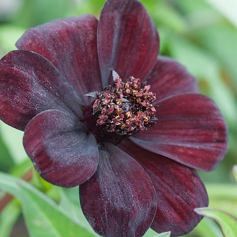Cosmos Atrosanguineus 'Dark Secret' 1 Cosmos Atrosanguineus 'Dark Secret'