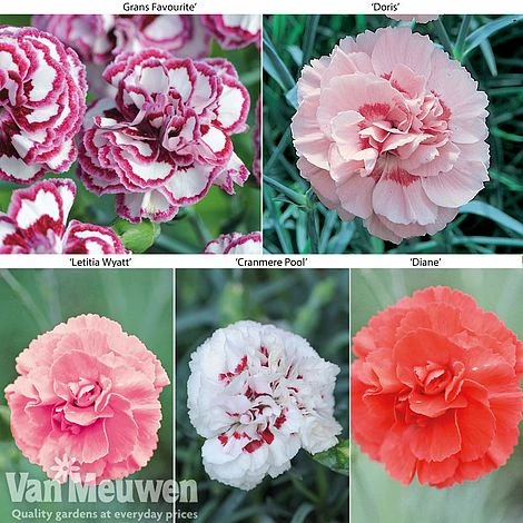 Dianthus 'Cottage Garden Collection' 1 Dianthus 'Cottage Garden Collection'