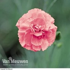 Dianthus 'Cottage Garden Collection' 8 Dianthus 'Cottage Garden Collection' -Van Meuwen DIAN V82918 C