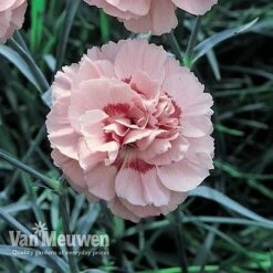 Dianthus 'Cottage Garden Collection' 9 Dianthus 'Cottage Garden Collection' -Van Meuwen DIAN V82918 D