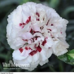 Dianthus 'Cottage Garden Collection' 10 Dianthus 'Cottage Garden Collection' -Van Meuwen DIAN V82918 E