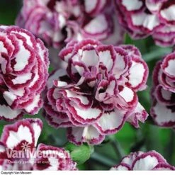 Dianthus 'Cottage Garden Collection' 11 Dianthus 'Cottage Garden Collection' -Van Meuwen DIAN V82918 F