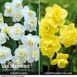 Daffodil 'Cheerfulness Duo' -Van Meuwen Daffodil Cheerfulness Duo