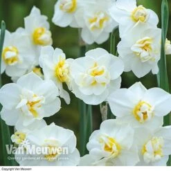 Front Page -Van Meuwen Daffodil Cheerfulness White