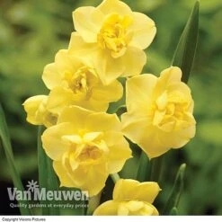 Daffodil 'Cheerfulness Duo' -Van Meuwen Daffodil Cheerfulness Yellow