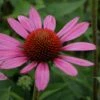 Echinacea Purpurea 'Little Magnus'