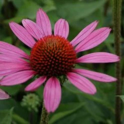 Echinacea Purpurea 'Little Magnus'