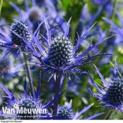 Eryngium 'Blue Steel' -Van Meuwen ERYN 42770V E