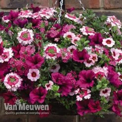 Eton Mess 6 Eton Mess -Van Meuwen ETON V48876 C1