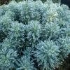 Euphorbia Characias 'Glacier Blue'