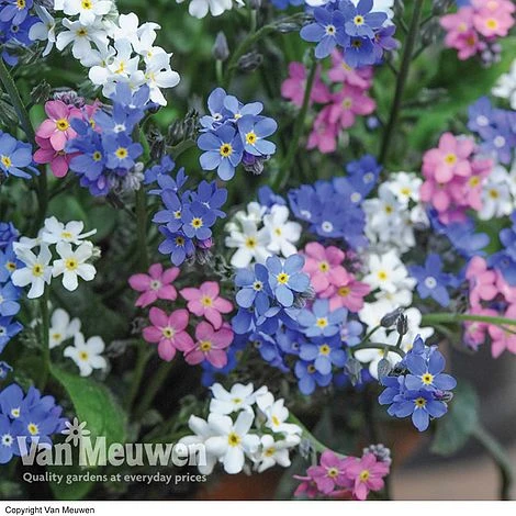 Forget-Me-Not 'Sylva Mixed' (Garden Ready) 1 Forget-Me-Not 'Sylva Mixed' (Garden Ready)