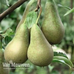 Fruit Tree Orchard Collection -Van Meuwen FRUI V53153 D