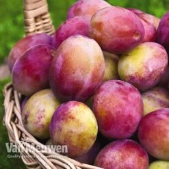 Fruit Tree Orchard Collection -Van Meuwen FRUI V53153 E