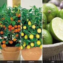Citrus Tree Collection 9 Citrus Tree Collection -Van Meuwen FRUI V59876 A h
