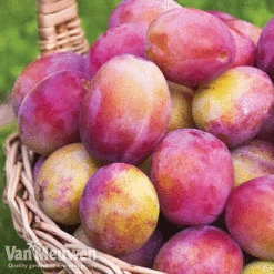 Favourite Fruit Tree Collection -Van Meuwen FRUIT KA7999 B VM