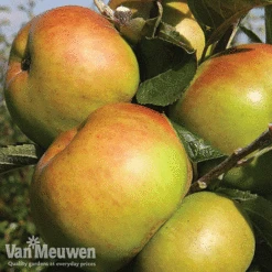 Favourite Fruit Tree Collection -Van Meuwen FRUIT KA7999 C VM