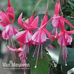 Fuchsia 'Hardy Collection' 7 Fuchsia 'Hardy Collection' -Van Meuwen FUCH VKA4047 C