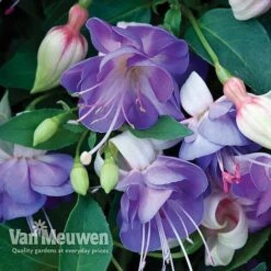 Fuchsia 'Hardy Collection' 8 Fuchsia 'Hardy Collection' -Van Meuwen FUCH VKA4047 D