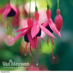 Fuchsia 'Hardy Collection' 9 Fuchsia 'Hardy Collection' -Van Meuwen FUCH VKA4047 E