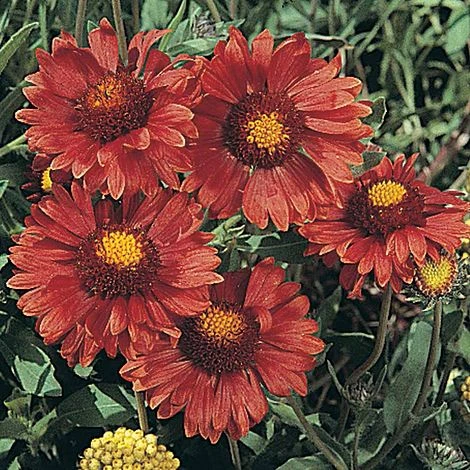 Gaillardia Aristata 'Burgundy' 1 Gaillardia Aristata 'Burgundy'