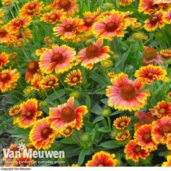 Gaillardia Aristata 'Arizona Sun' -Van Meuwen GAIL v65378 C