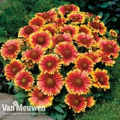 Gaillardia Aristata 'Arizona Sun' -Van Meuwen GAIL v65378 D