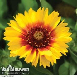Gaillardia Aristata 'Arizona Sun' -Van Meuwen GAIL v65378 F