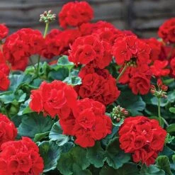 Garden Ready Summer Saver Collection -Van Meuwen GARD VKA7392 B