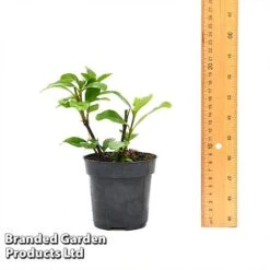 Gardenia 'Crown Jewels' -Van Meuwen GARD CROWNJ9CM T44317