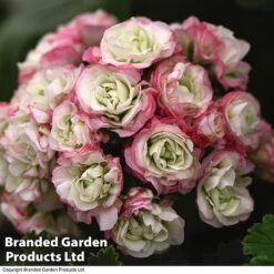 Geranium 'Appleblossom' -Van Meuwen GERA T17214 C1