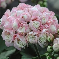 Geranium 'Appleblossom' -Van Meuwen GERA T17214 NOW1