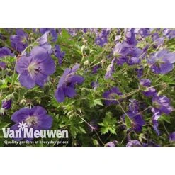 Geranium 'Brookside' -Van Meuwen GERA V65398 A