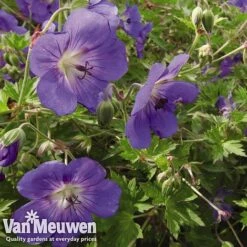 New Products -Van Meuwen GERA V65398 B