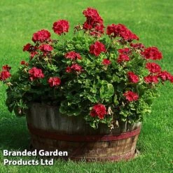 Giant Geranium Bumper Collection -Van Meuwen GERA GRANDVIOL L41307