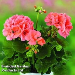 Giant Geranium Bumper Collection -Van Meuwen GERA GRCLSALMO S04734