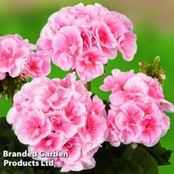 Giant Geranium Bumper Collection -Van Meuwen GERA GRCLSALMP S30743