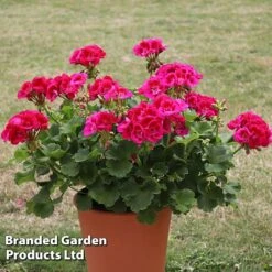 Giant Geranium Bumper Collection -Van Meuwen GERA POWERVIOL S14646