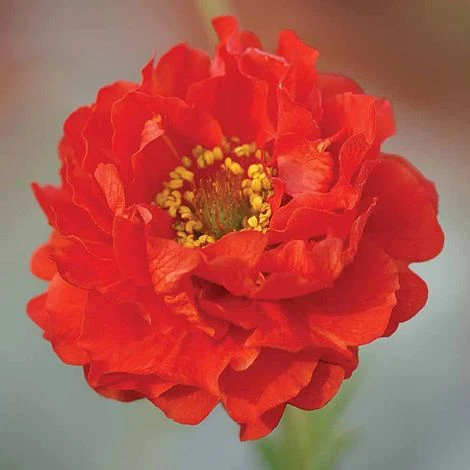 Geum 'Blazing Sunset' 2 Geum 'Blazing Sunset' - Image 2